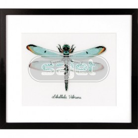 borduurpakket insecten, libelle