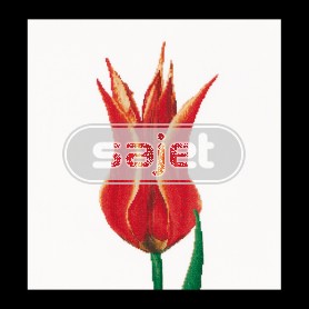 borduurpakket tulp-2