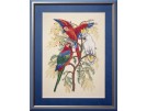 borduurpakket vogels, papegaaien