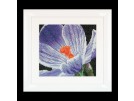 borduurpakket crocus close-up