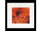 borduurpakket amaryllis close-up