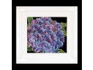 borduurpakket hortensia close-up