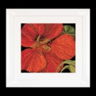borduurpakket oostindische kers close-up