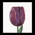 borduurpakket tulp-1